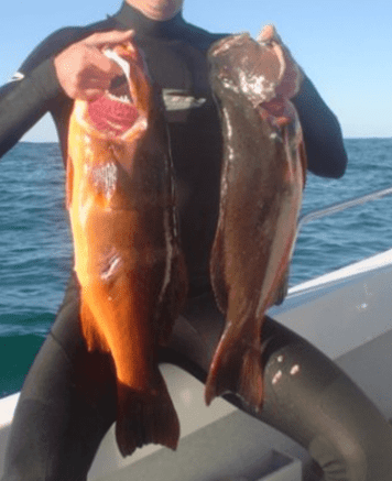 Abrolhos Islands Fishing Trip