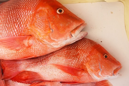 Red Snapper