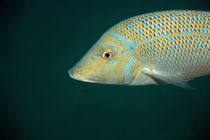 Underwater shot of fish