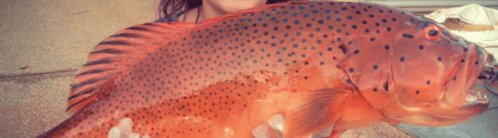 Beautiful coral trout