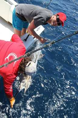 Marlin Fishing Off the Coast of WA