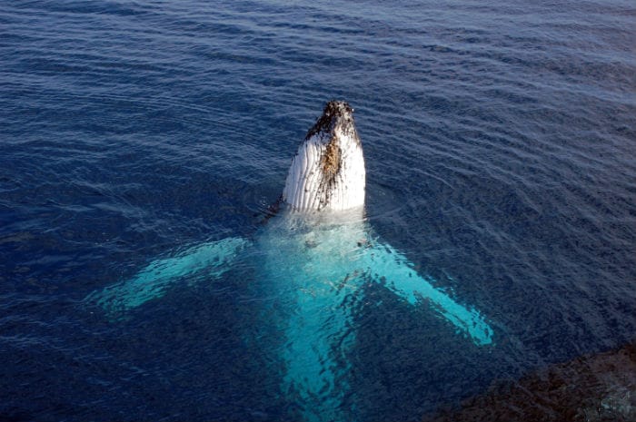 Amazing whale watching in Western Australia