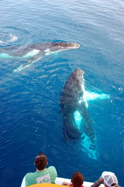 Up close to a huge whale