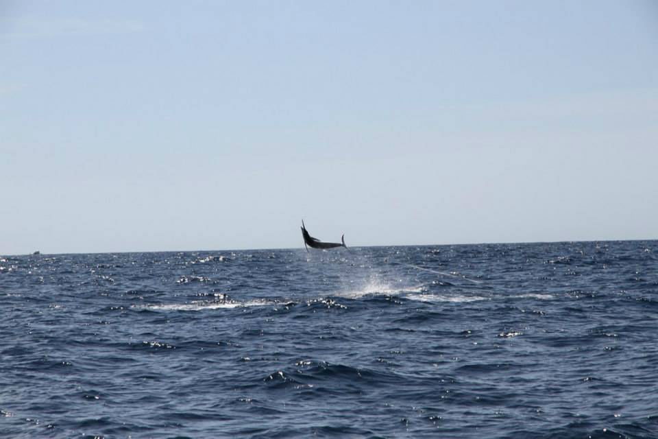 Massive marlin!