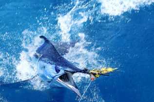 Awesome marlin near Fremantle