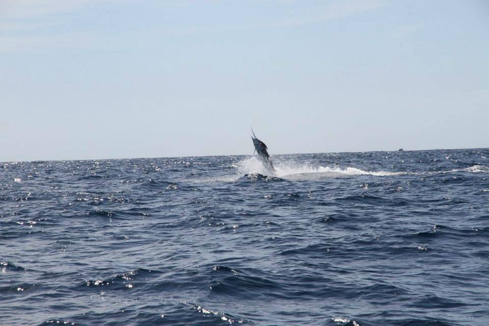 Marlin Fishing in WA