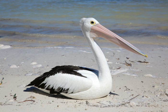 Pelican on Beach