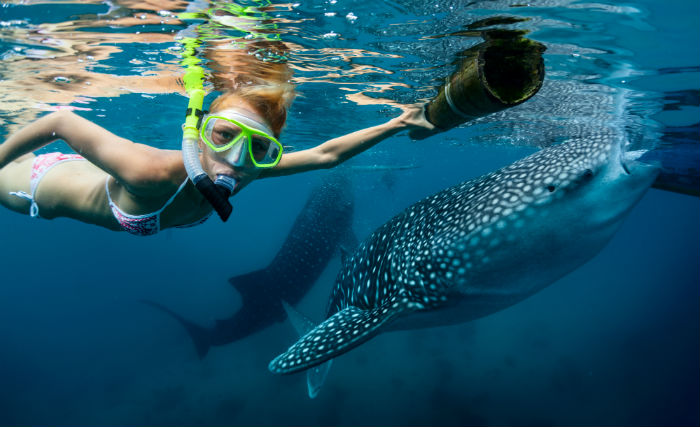 Beautiful whale shark