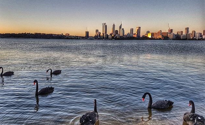 Perth boat cruises see a lot of swans