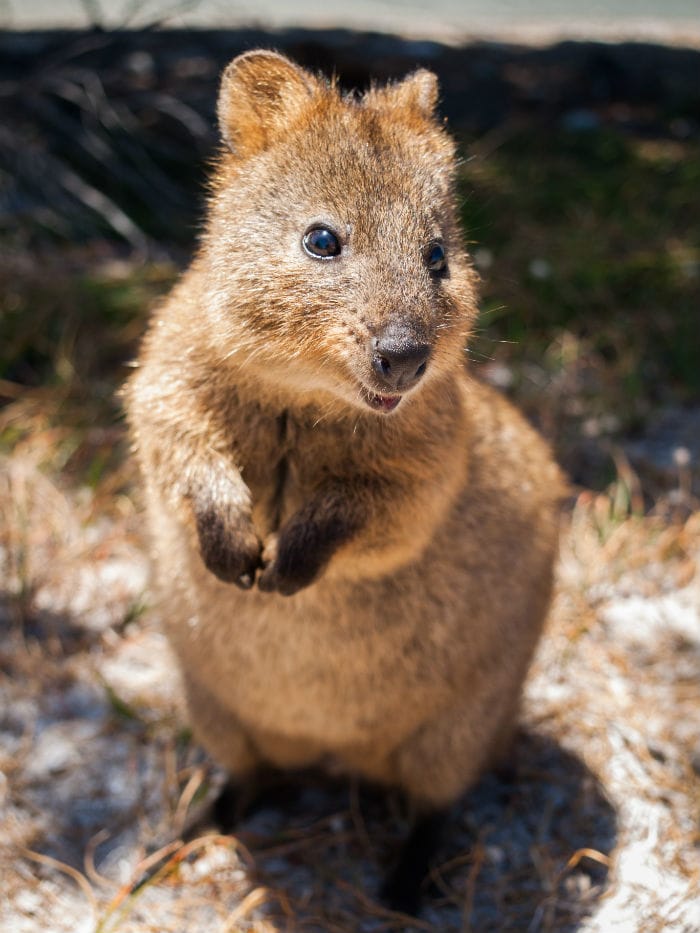 A cute quokka