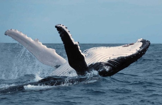 Whale breaching