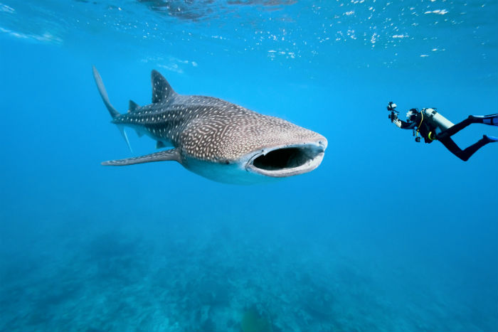 Up close with a whale shark