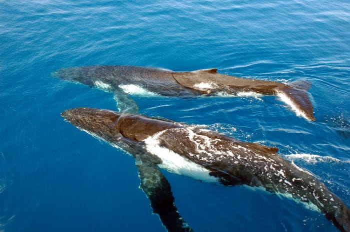 Humpback whales