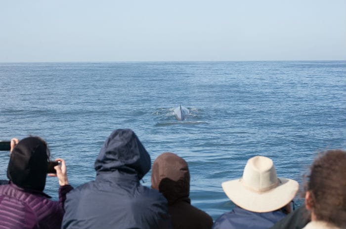 Tourists watching a whale breach