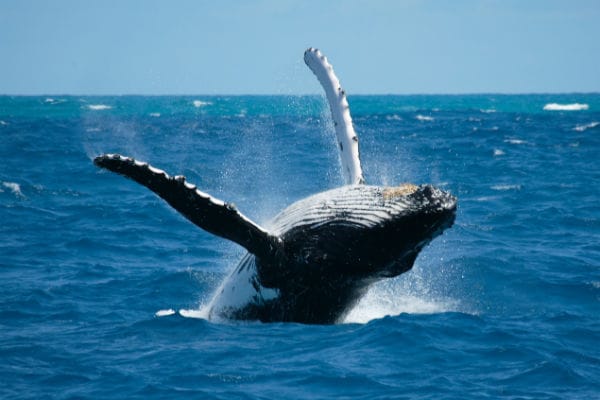 Humpback in action