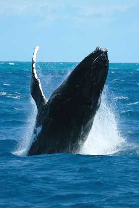 Awesome shot of a humpback whale near Perth