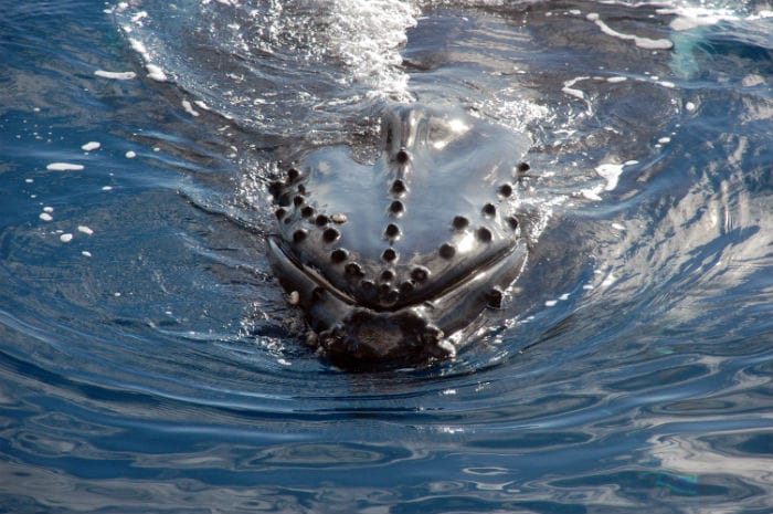 Whale watching Perth tours