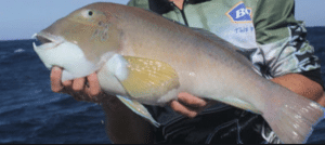 A nice sized bald chin groper caught from a boat.