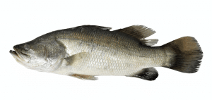 A Barramundi fish typically foud further off the coast of Western Australia.