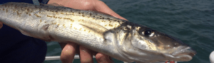 King George Whiting caught along Western Australia. 