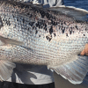 A dhufish caught off Western Australia.
