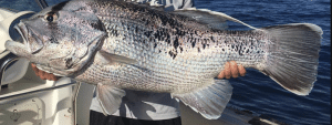 A dhufish caught off Western Australia.