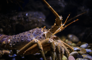 The West Australian Rock Lobster also known as the crayfish.