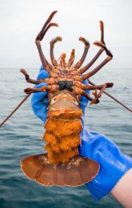 Berrying female crayfish.