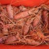 Freshly caught crayfish in container.