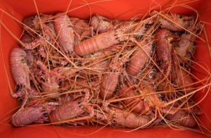 Freshly caught crayfish in container.