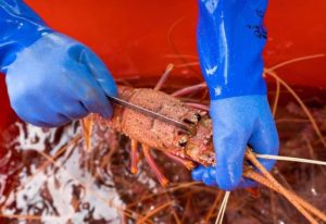 Measuring freshly caught crayfish.