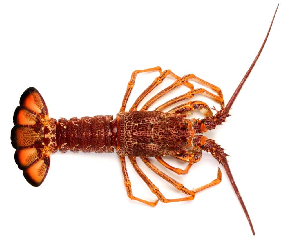 The Ultimate Guide to Catching Crayfish [Plus Tips]