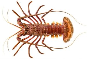 Western rock lobster in white background.