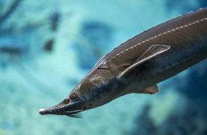 The Adriatic Sturgeon is native to the Adriatic sea and large rivers which flow in it. 