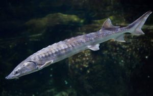 The European Sturgeon is the largest migratory fish in French waters. 