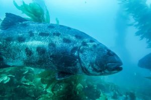 The Giant Sea Bass is also referred to as black sea bass or giant black sea bass.
