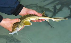 Sakhalin Sturgeon can be found mostly in Japan and Russia. 