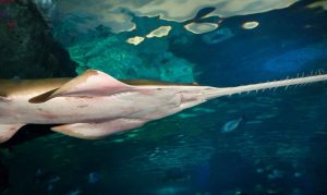 Smalltooth Sawfish live for as long as 30 years.