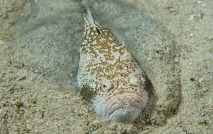 Stargazer fish prey on small fish, crabs, and other crustaceans.