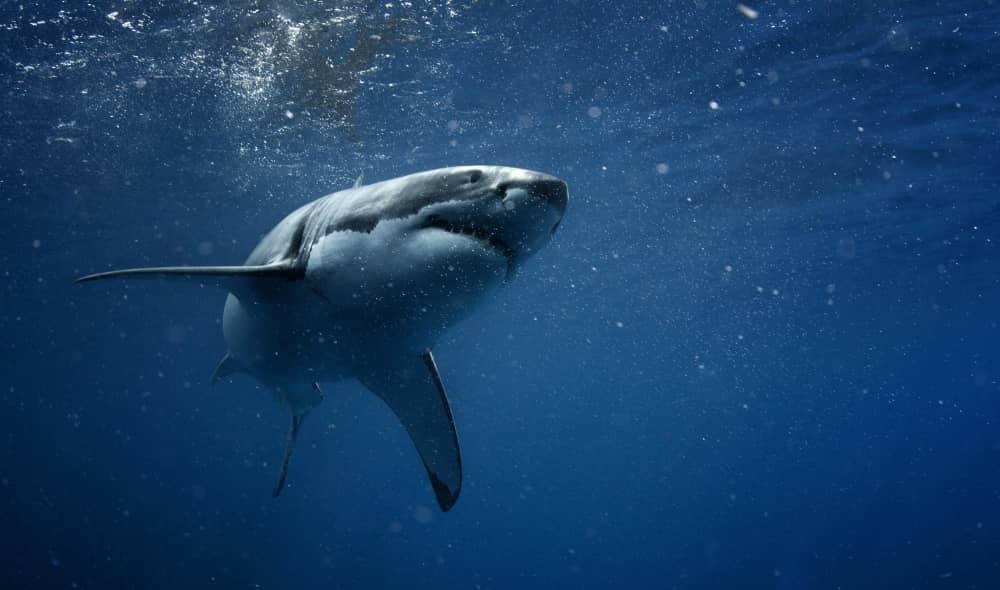 Great White Shark